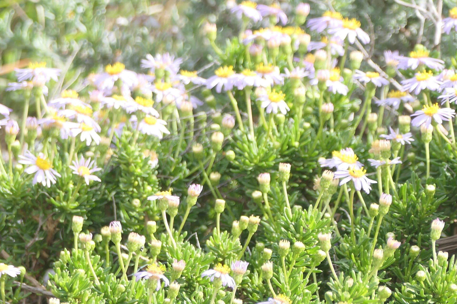 Felicia fruticosa — search result for 'Felicia'