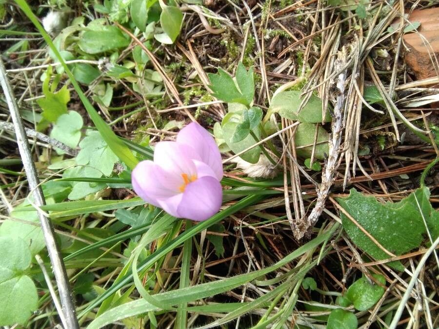 Crocus laevigatus — houseplant care guide