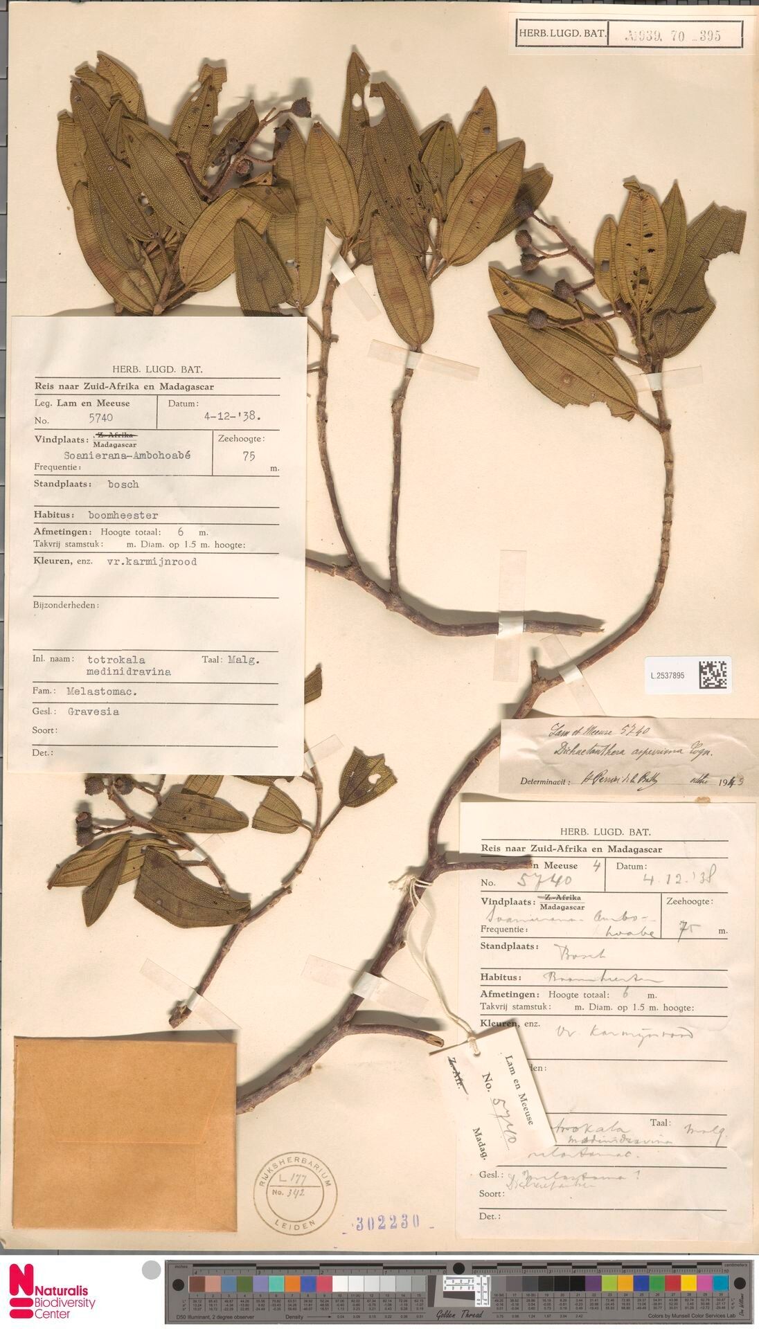 Dichaetanthera asperrima — related species from the same genus