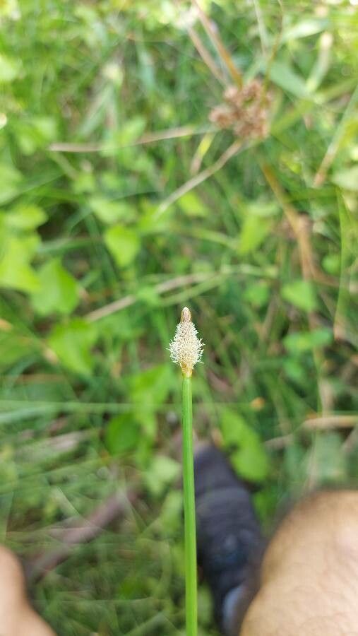 Eleocharis elegans flower