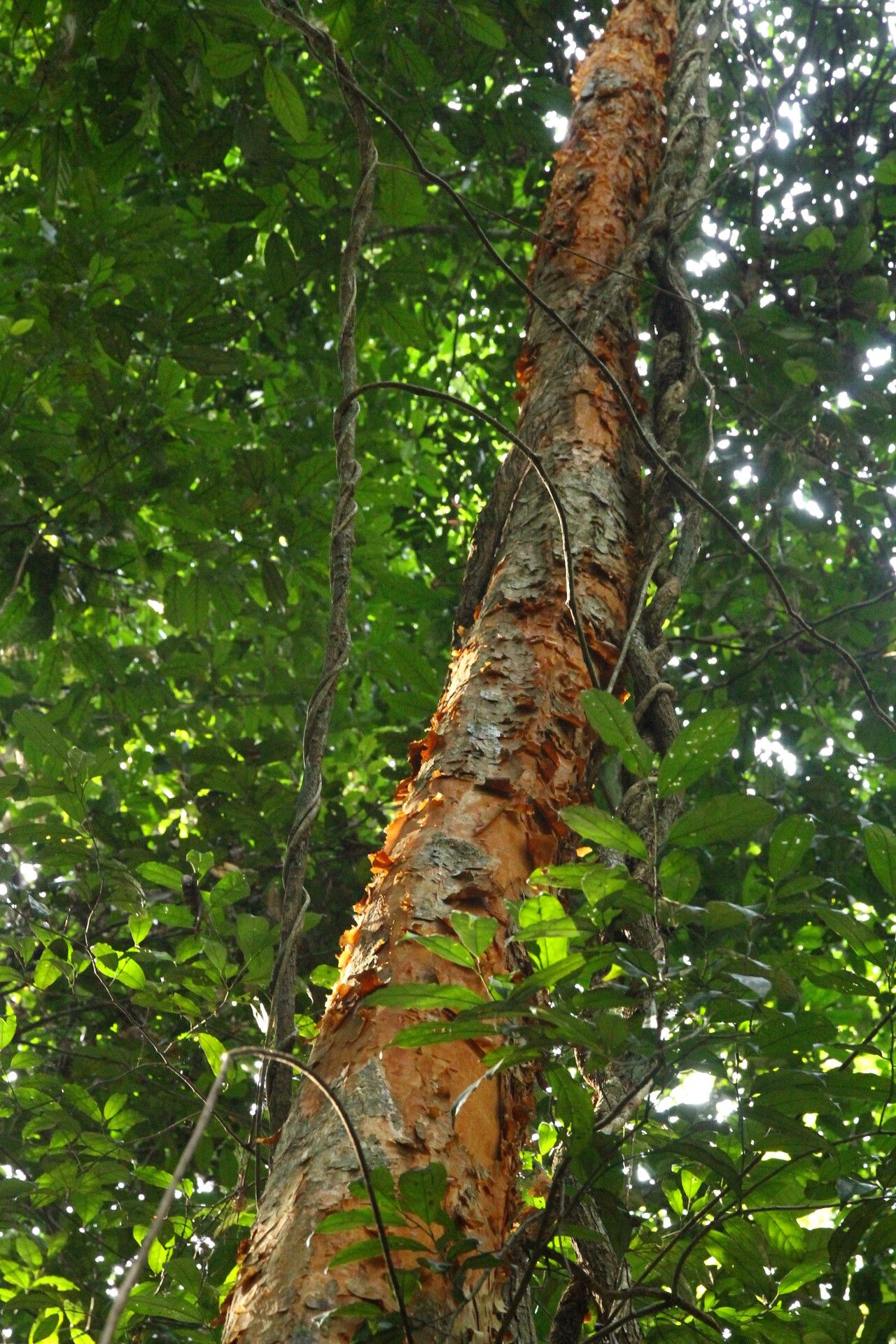 Xylopia pynaertii bark