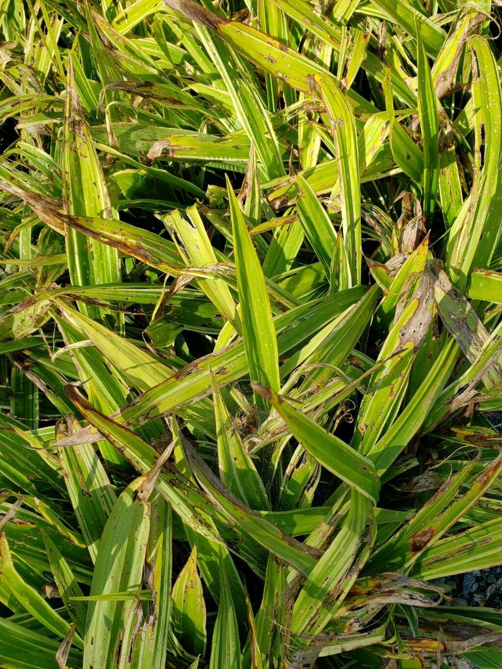 Carex siderosticta — houseplant care guide