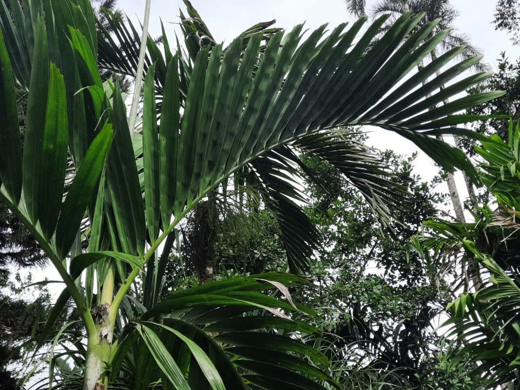 Ptychosperma salomonense leaf