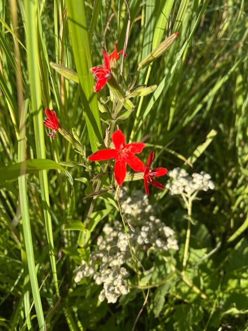 Silene regia flower
