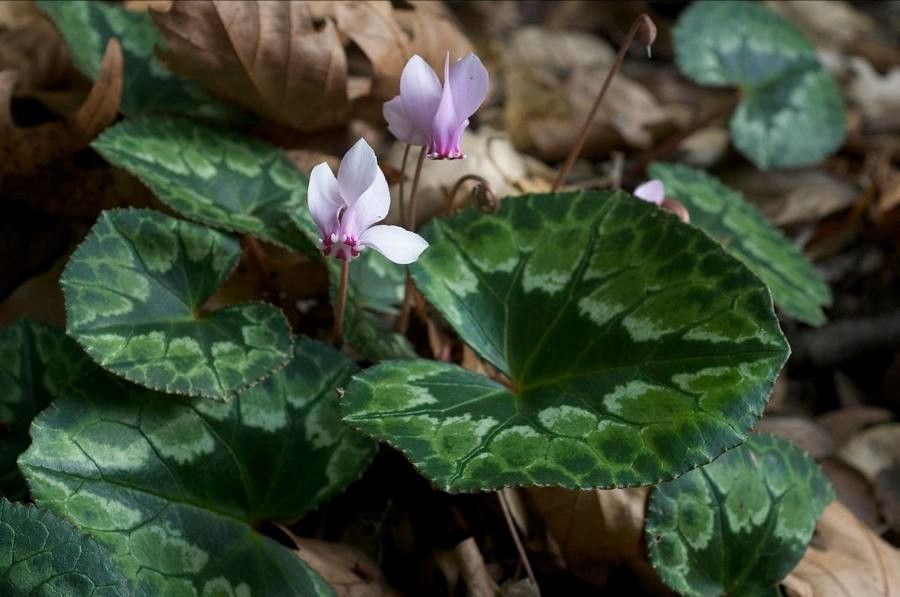 Cyclamen africanum leaf