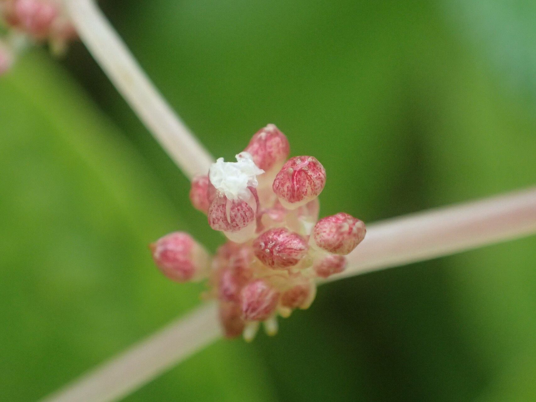 Pilea corymbosa flower