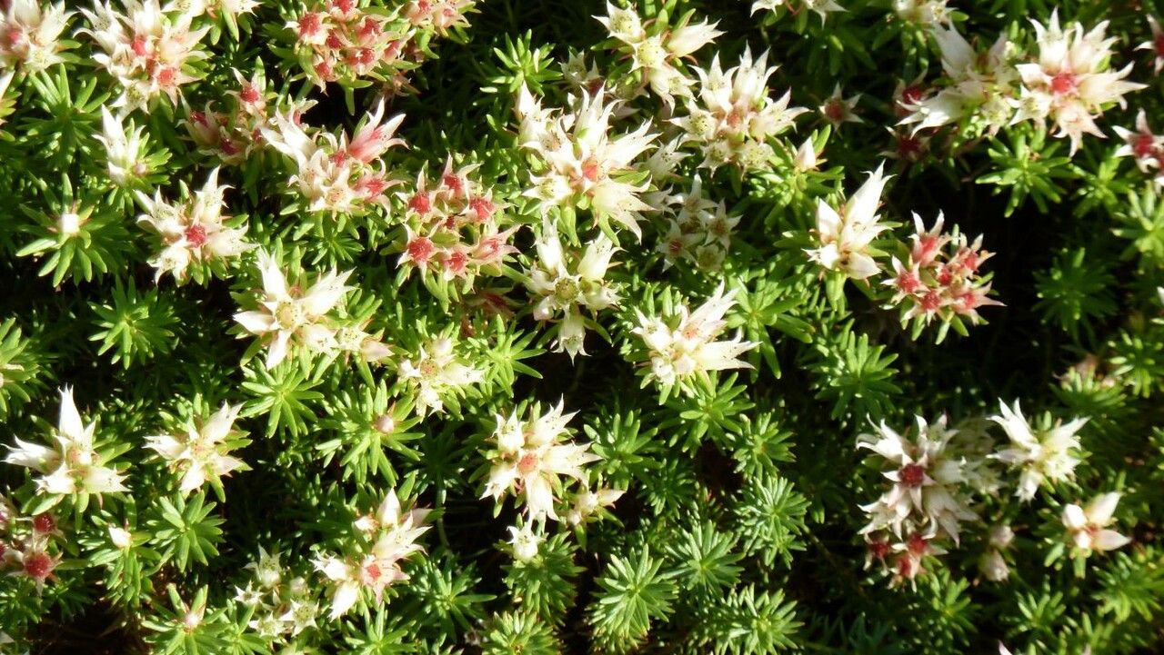 Saxifraga bronchialis flower