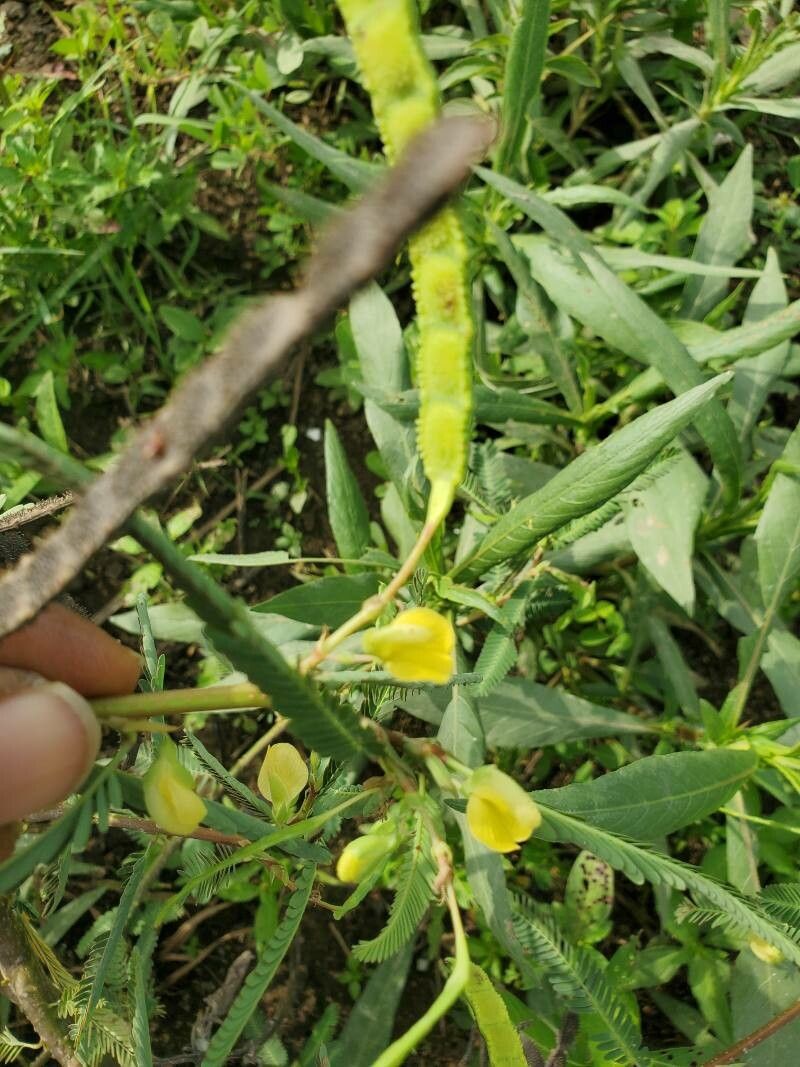 Aeschynomene sensitiva fruit