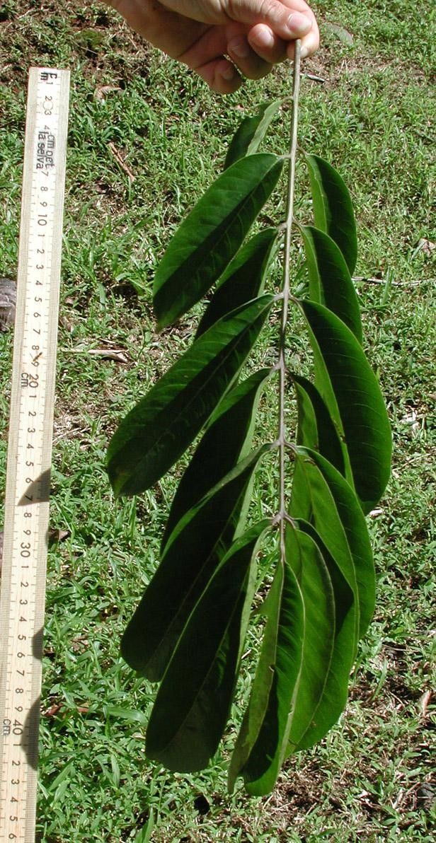 Zanthoxylum riedelianum leaf