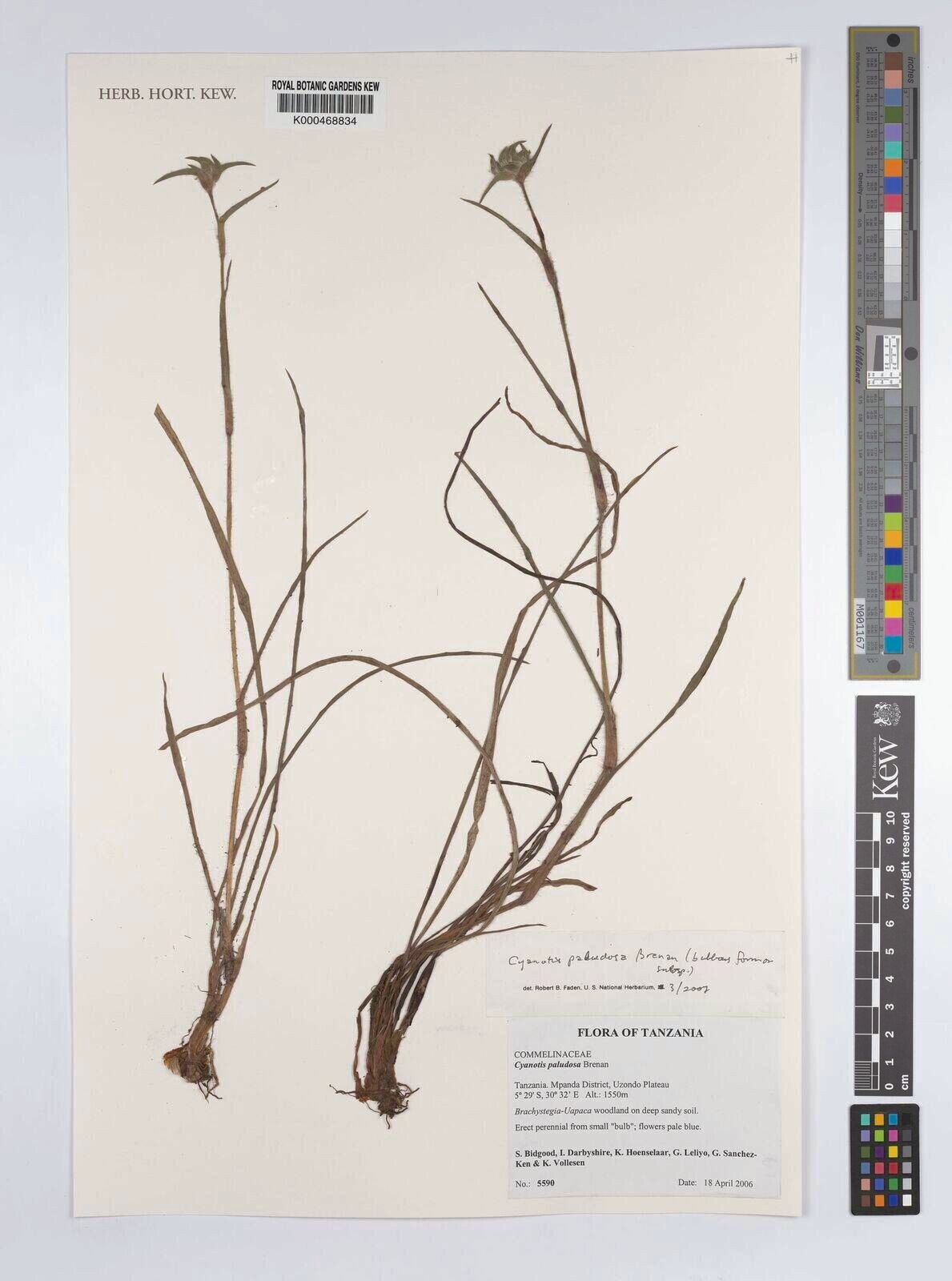 Cyanotis paludosa — houseplant care guide