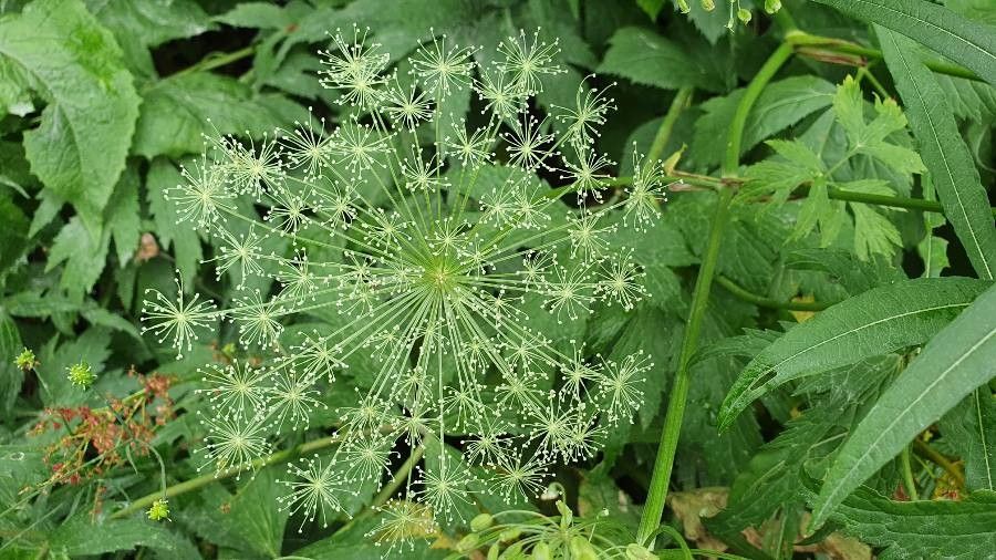 Imperatoria ostruthium flower