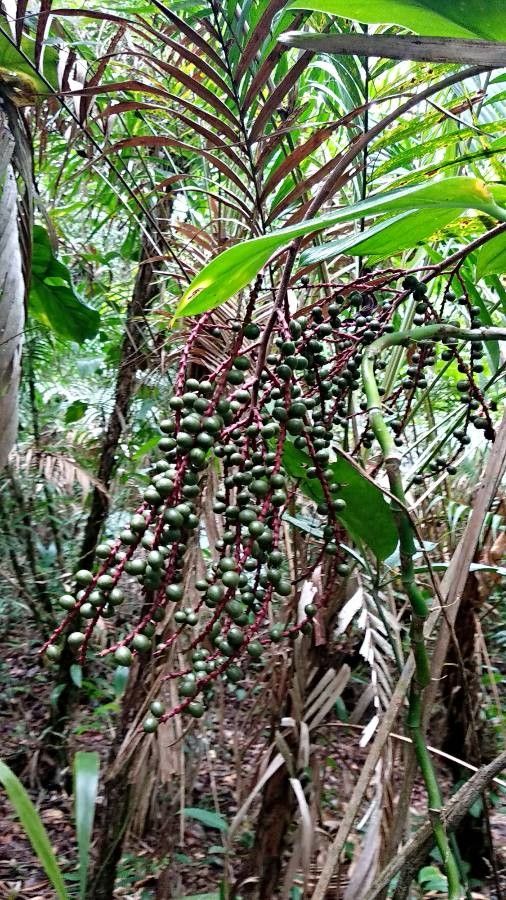 Calamus marginatus — houseplant care guide