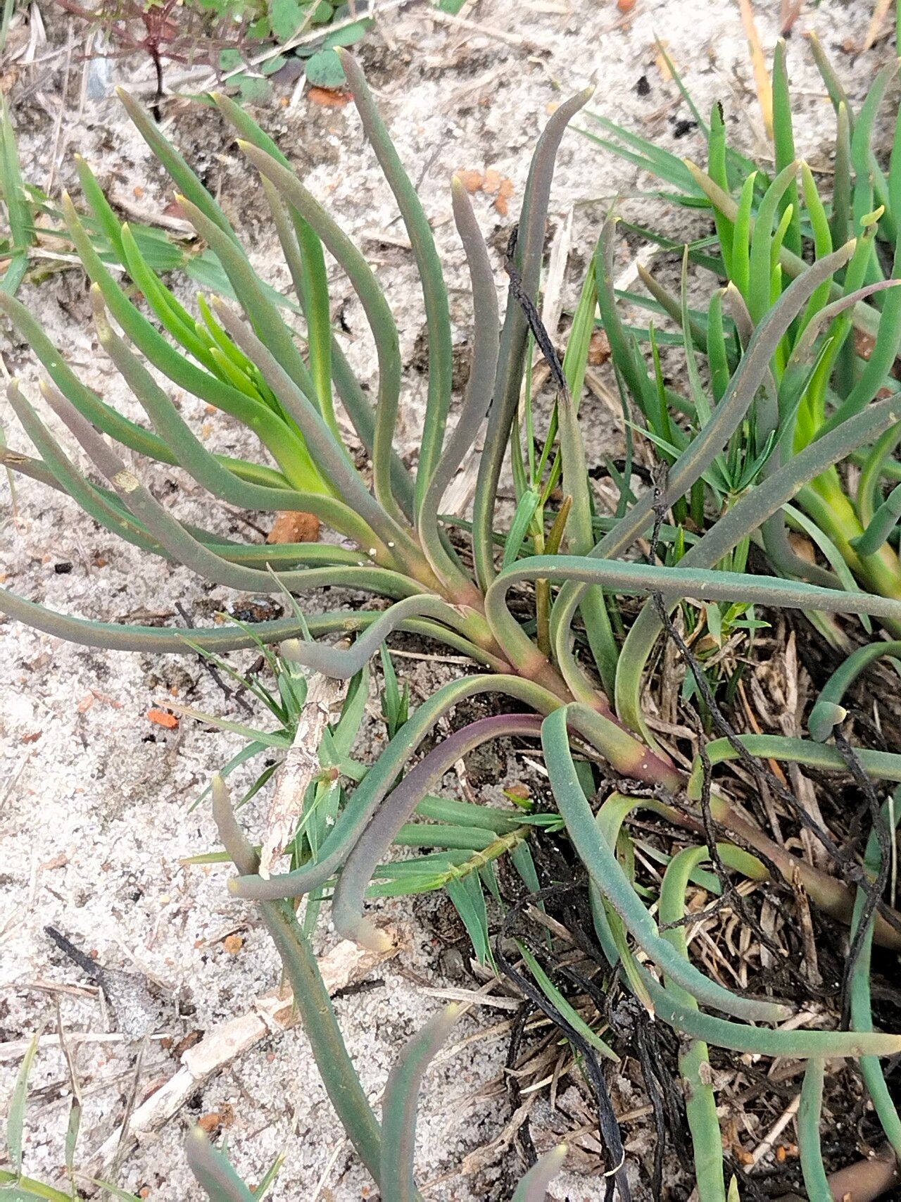 Conicosia pugioniformis — houseplant care guide