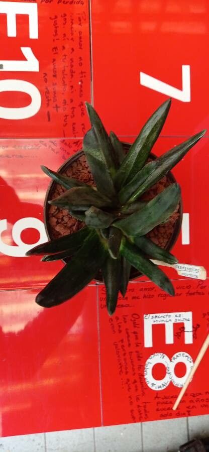Gasteria nigricans leaf