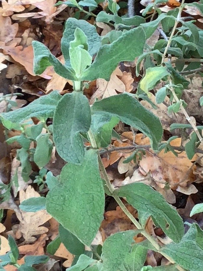 Cistus crispus — salt tolerant houseplant