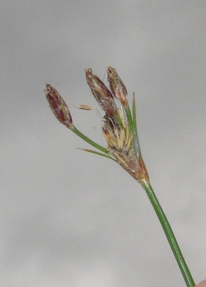 Bulbostylis contexta flower