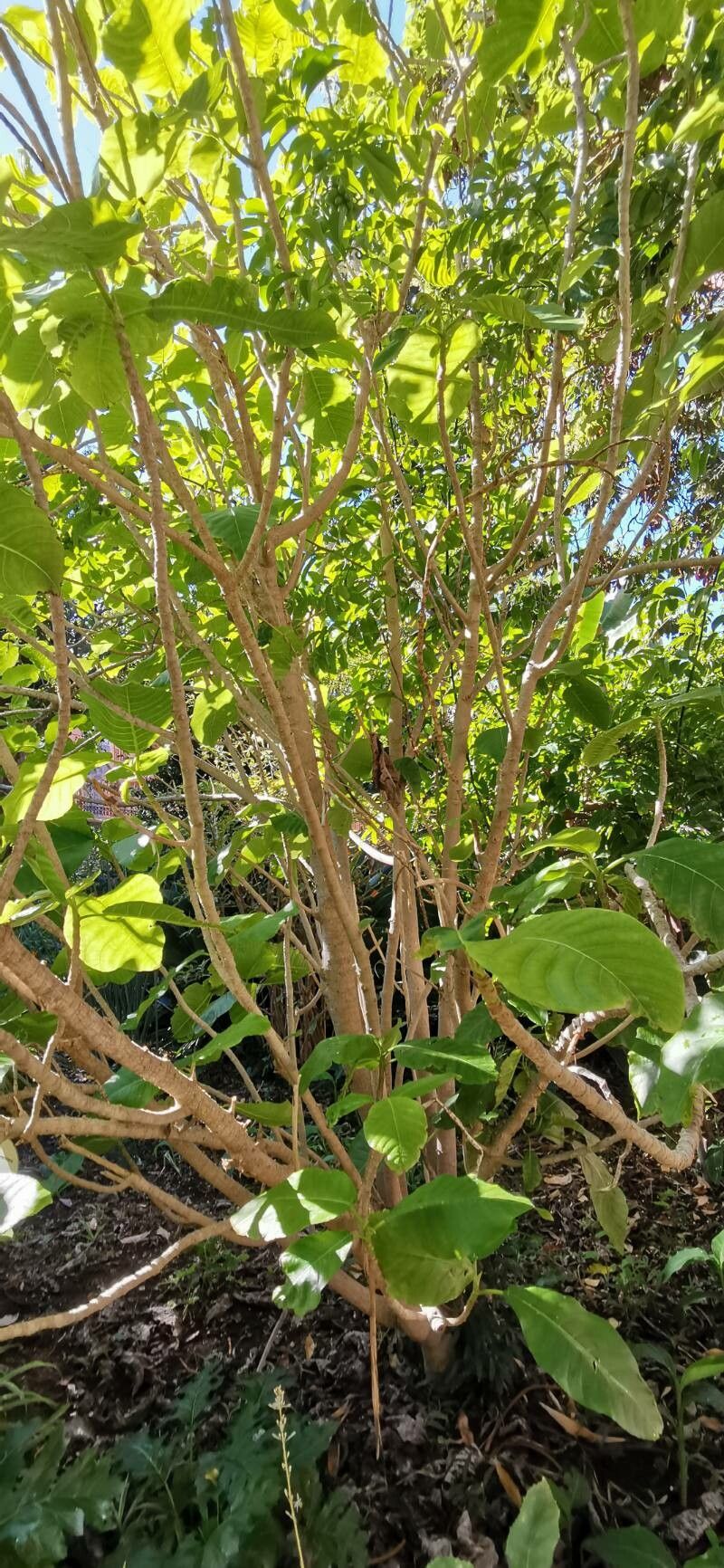 Dendrocnide meyeniana habit