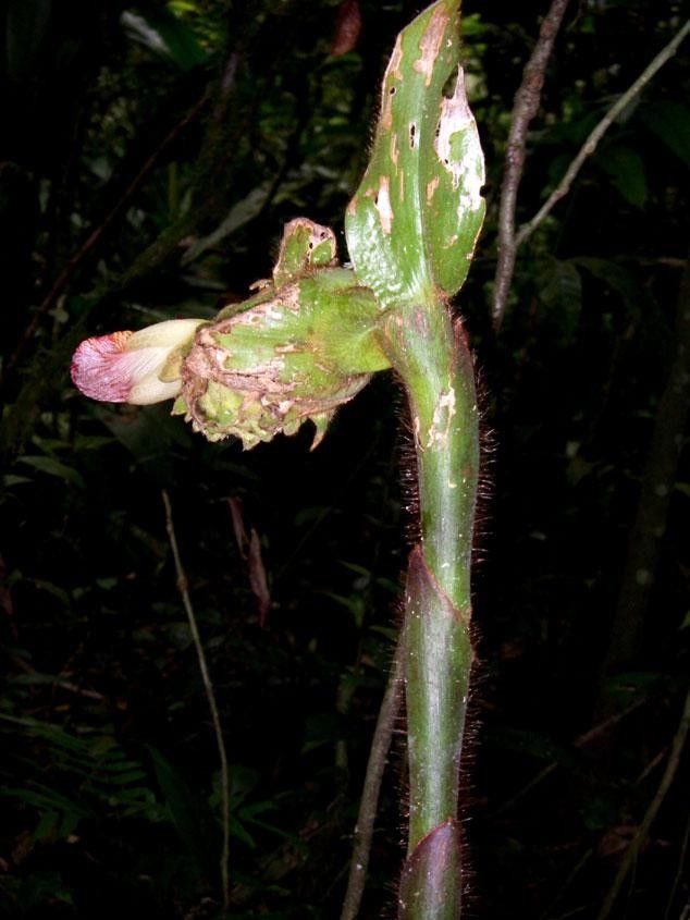 Costus bracteatus fruit