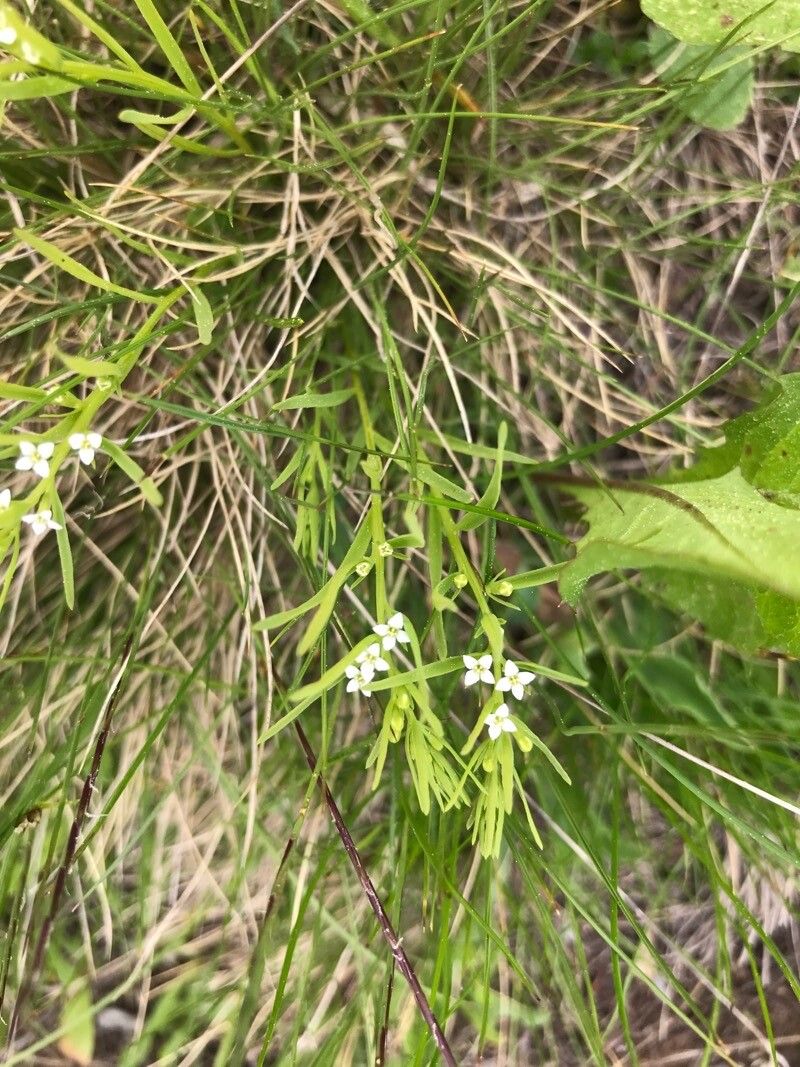 Thesium alpinum flower