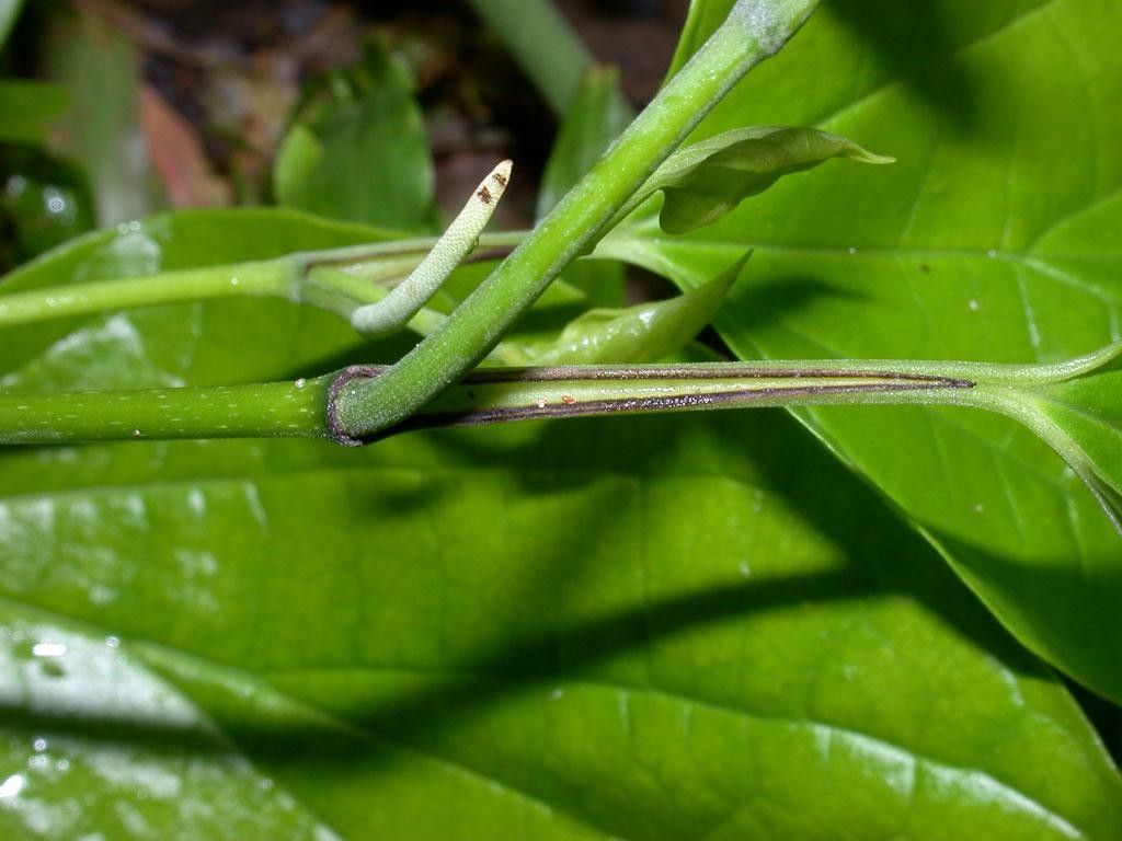 Piper multiplinervium bark