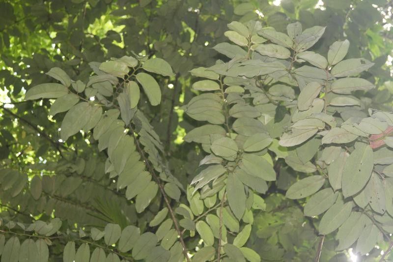 Sideroxylon sessiliflorum — houseplant care guide