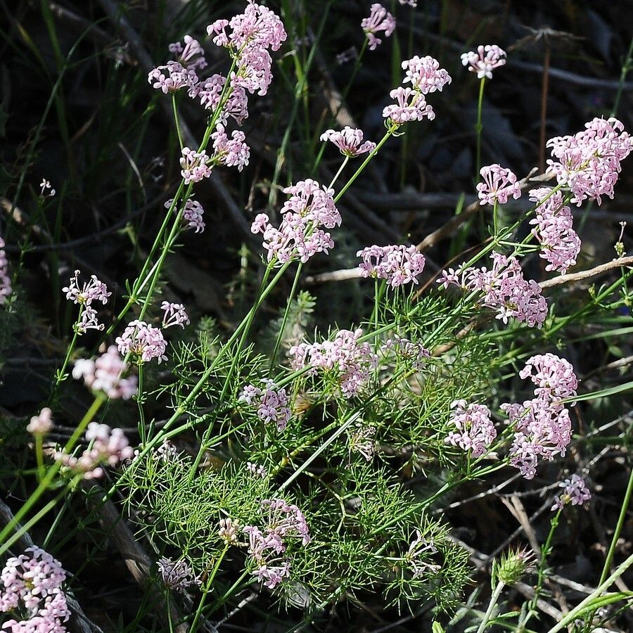 Asperula hirsuta habit