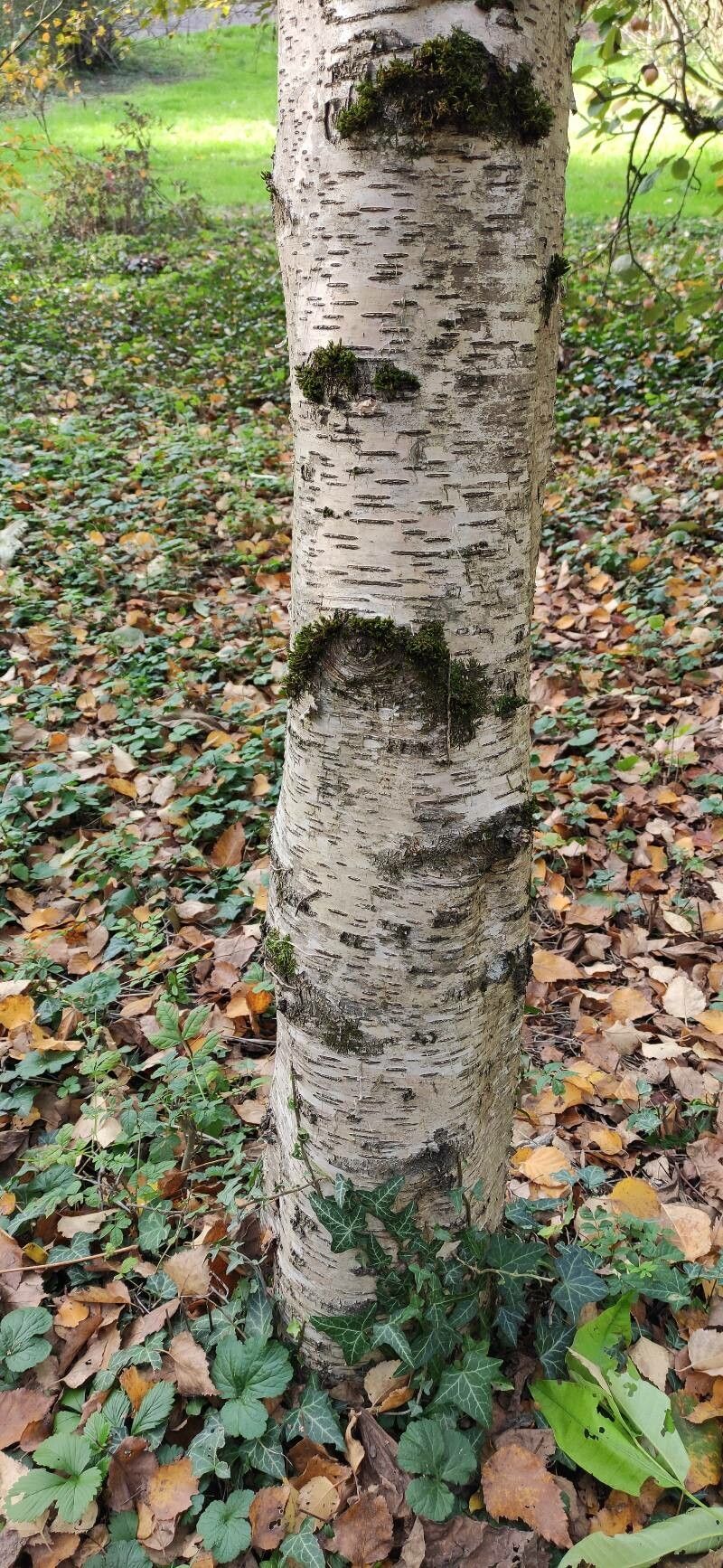 Betula saposhnikovii bark