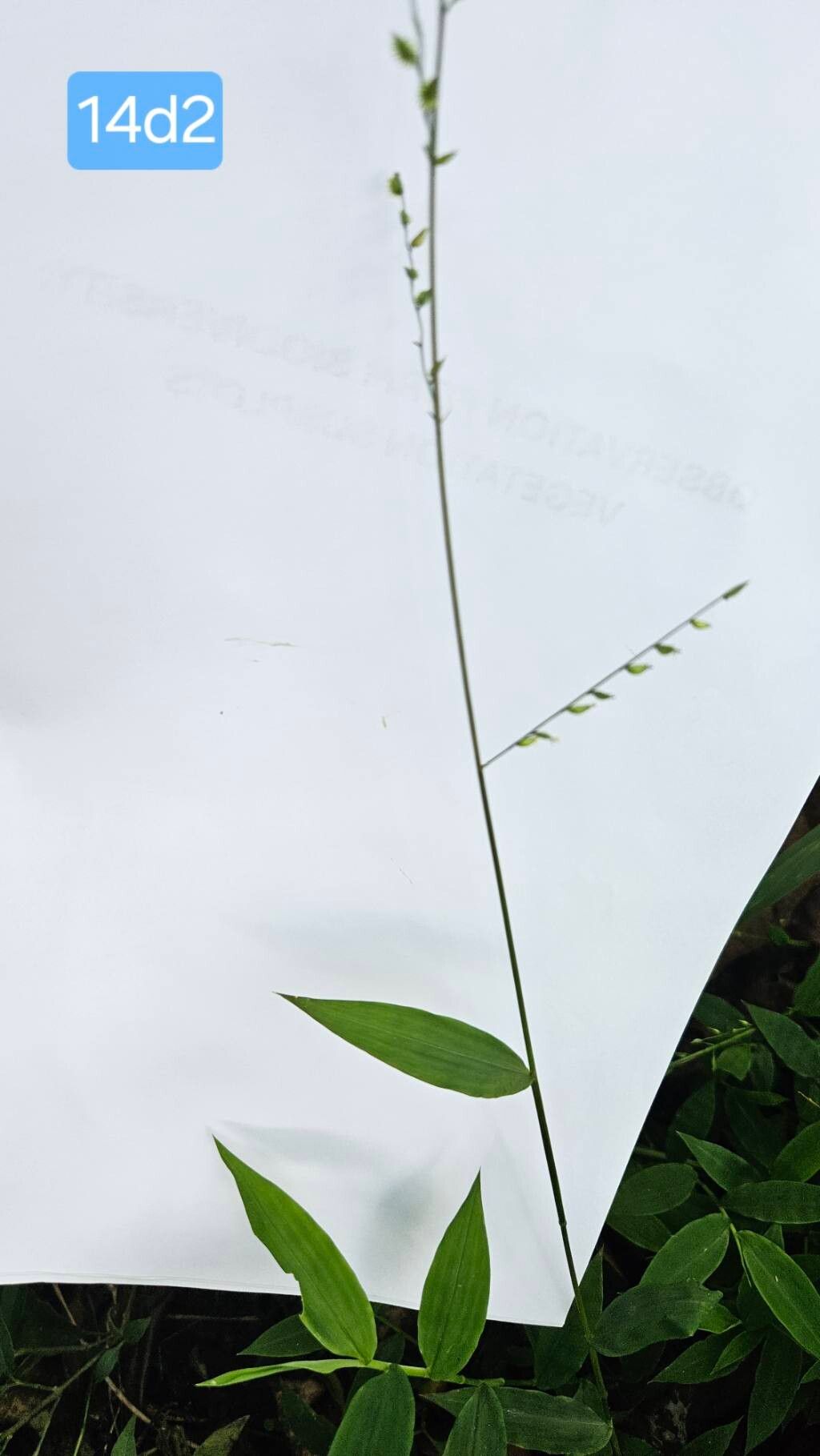 Pseudechinolaena polystachya flower