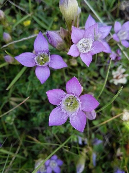Gentianella germanica flower