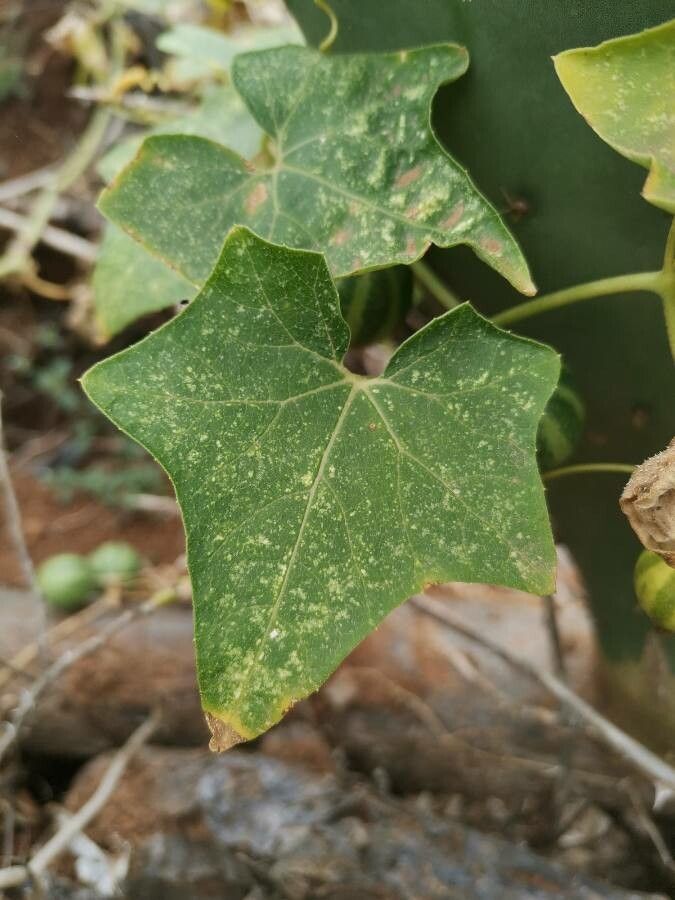 Bryonia verrucosa leaf