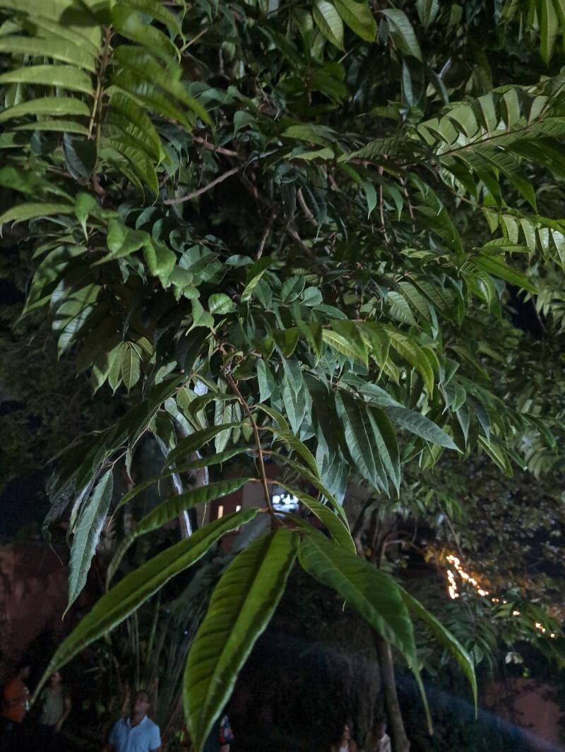 Pachylobus edulis — houseplant care guide