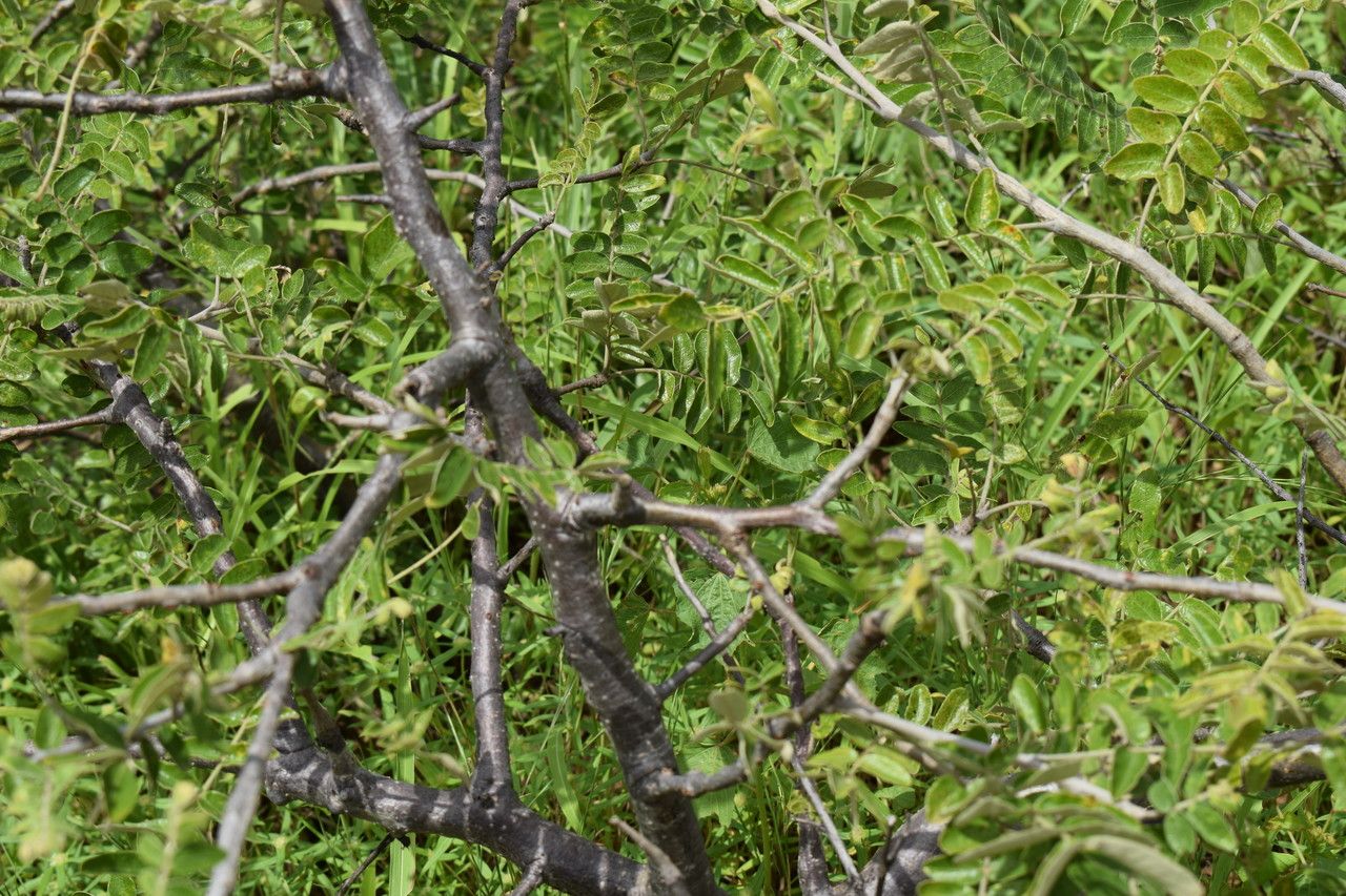 Lannea humilis habit