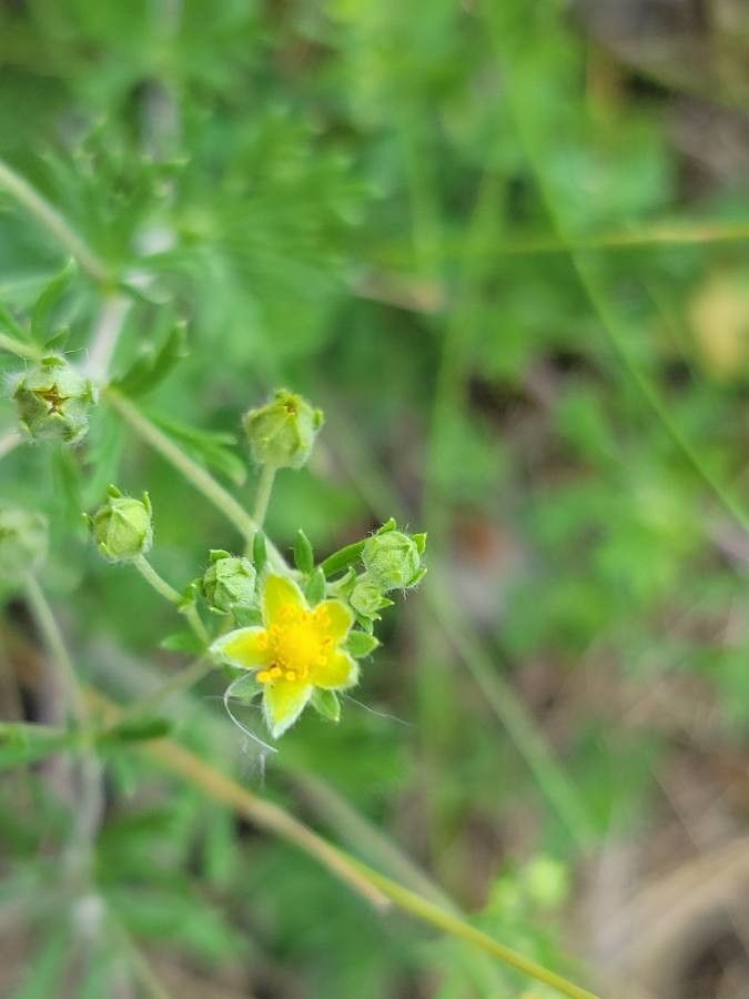 Potentilla intermedia flower