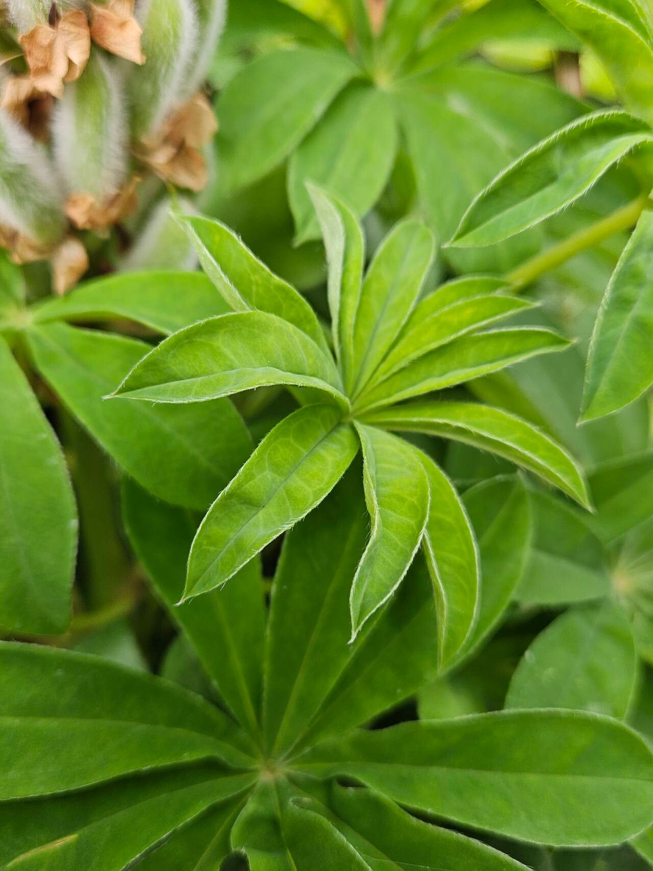 Lupinus × regalis leaf