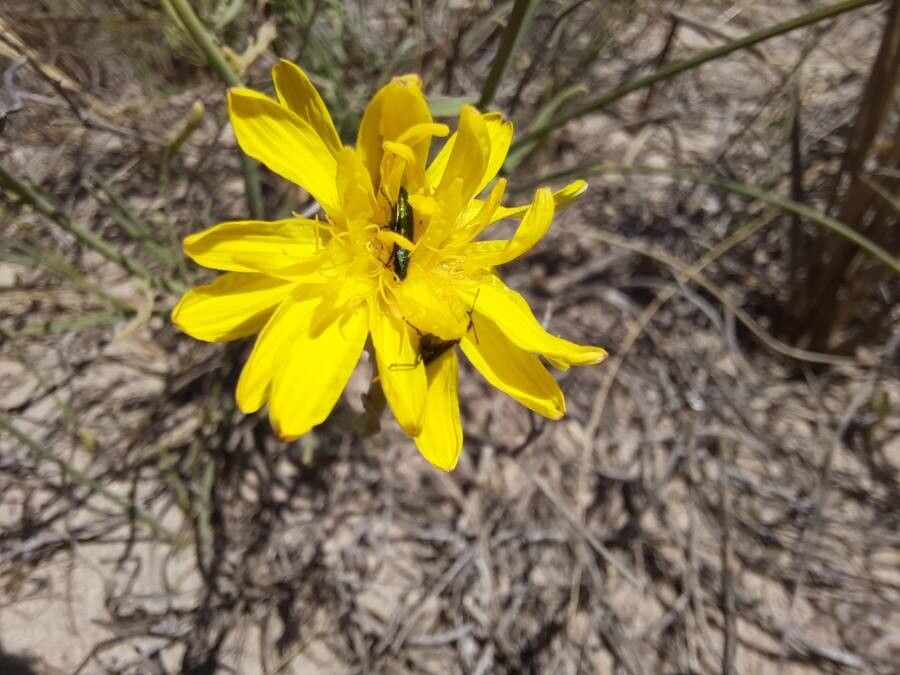 Launaea fragilis flower