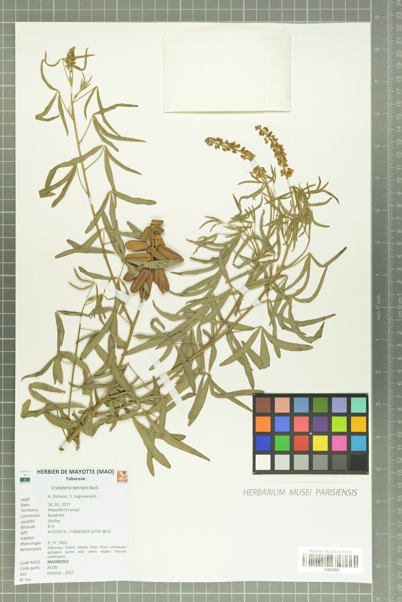 Crotalaria bernieri — houseplant care guide