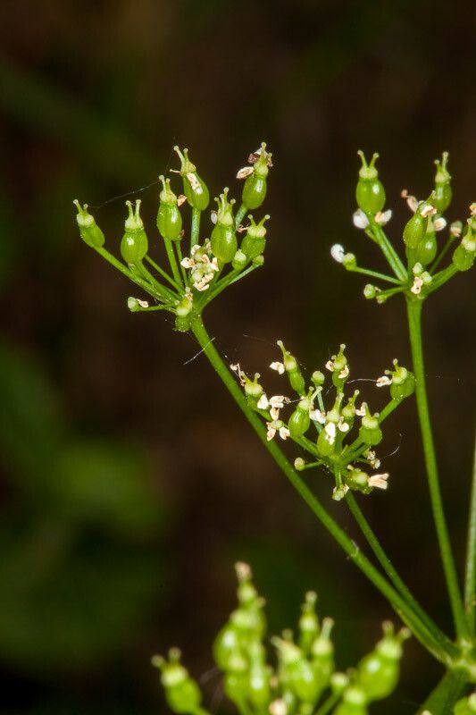 Conopodium majus fruit