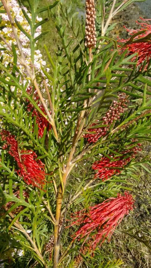 Grevillea tetragonoloba habit