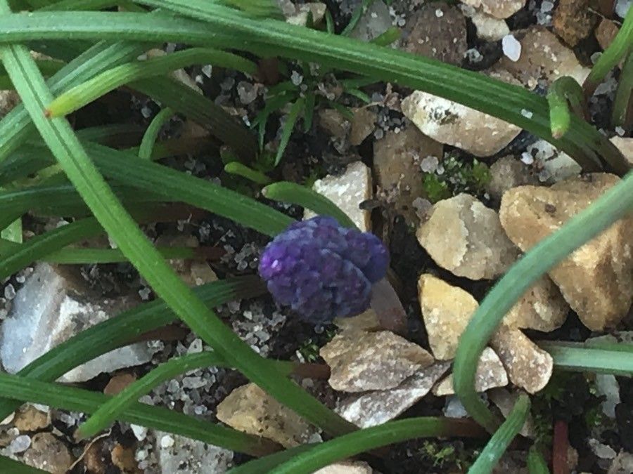 Brimeura amethystina flower