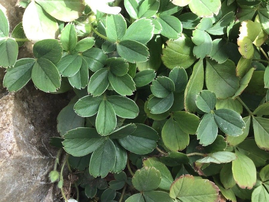 Potentilla montana — search result for 'Potentilla'