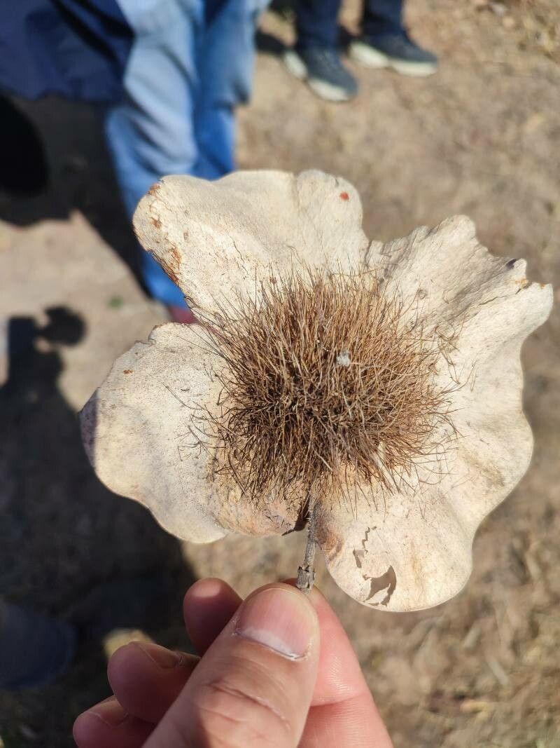 Pterocarpus angolensis fruit