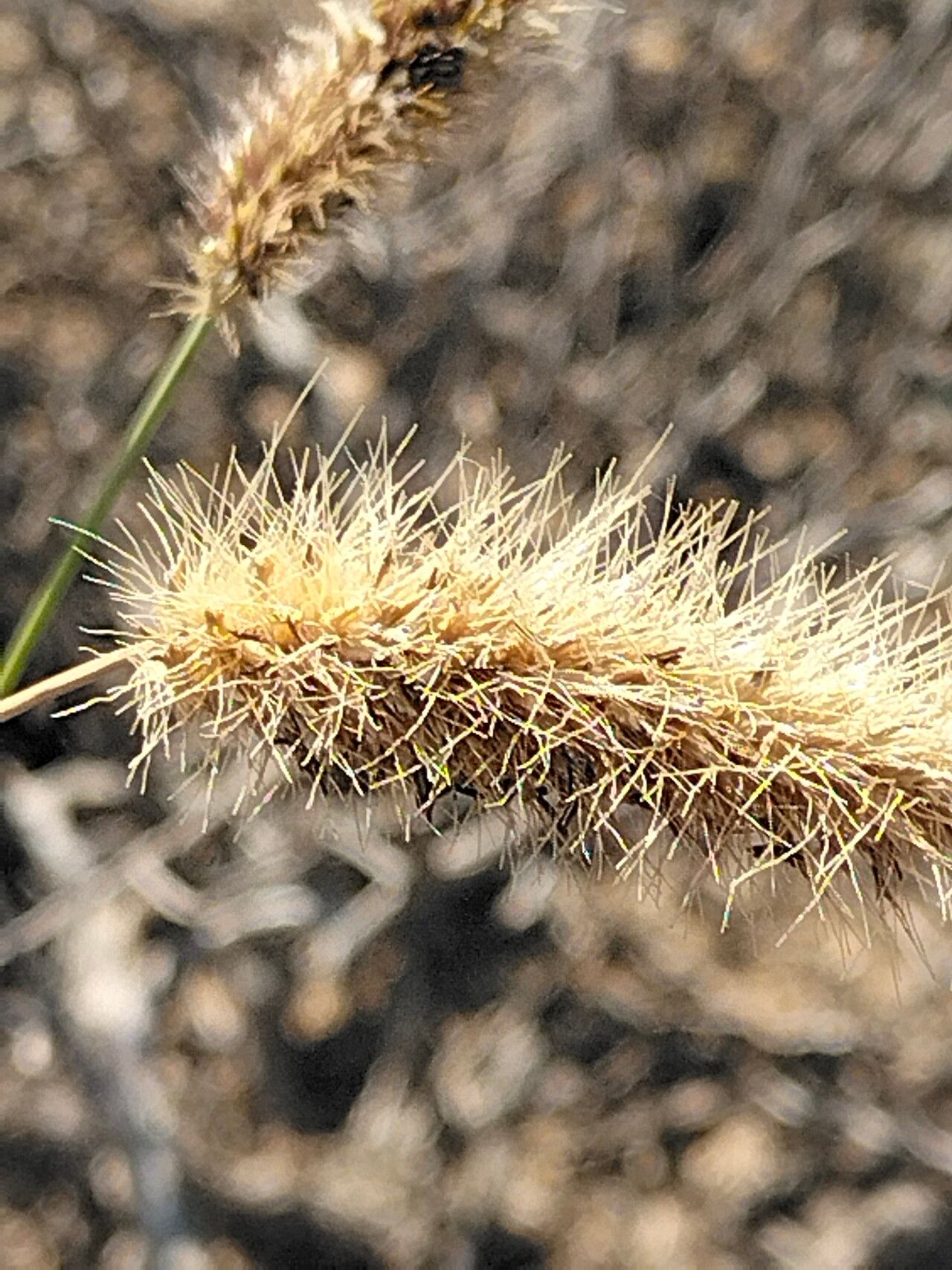 Cenchrus ciliaris flower