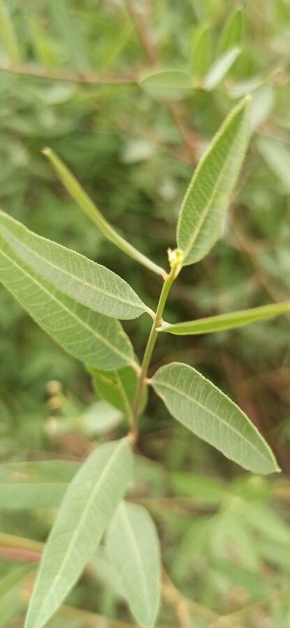 Apocynum venetum — related species from the same genus