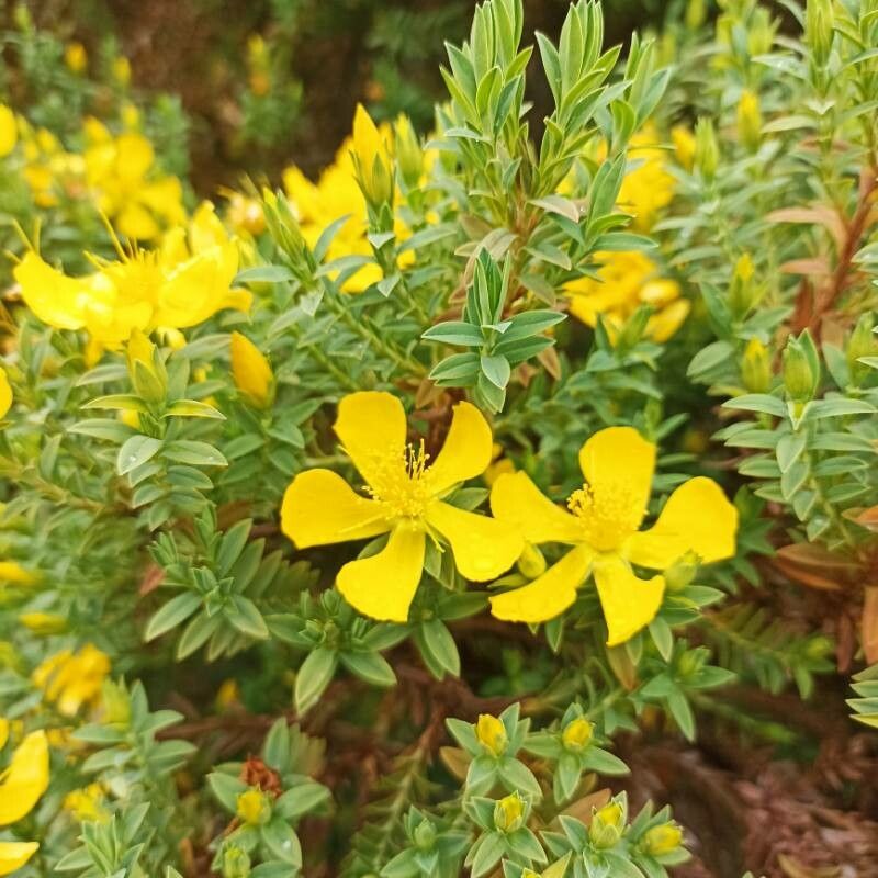 Hypericum irazuense flower