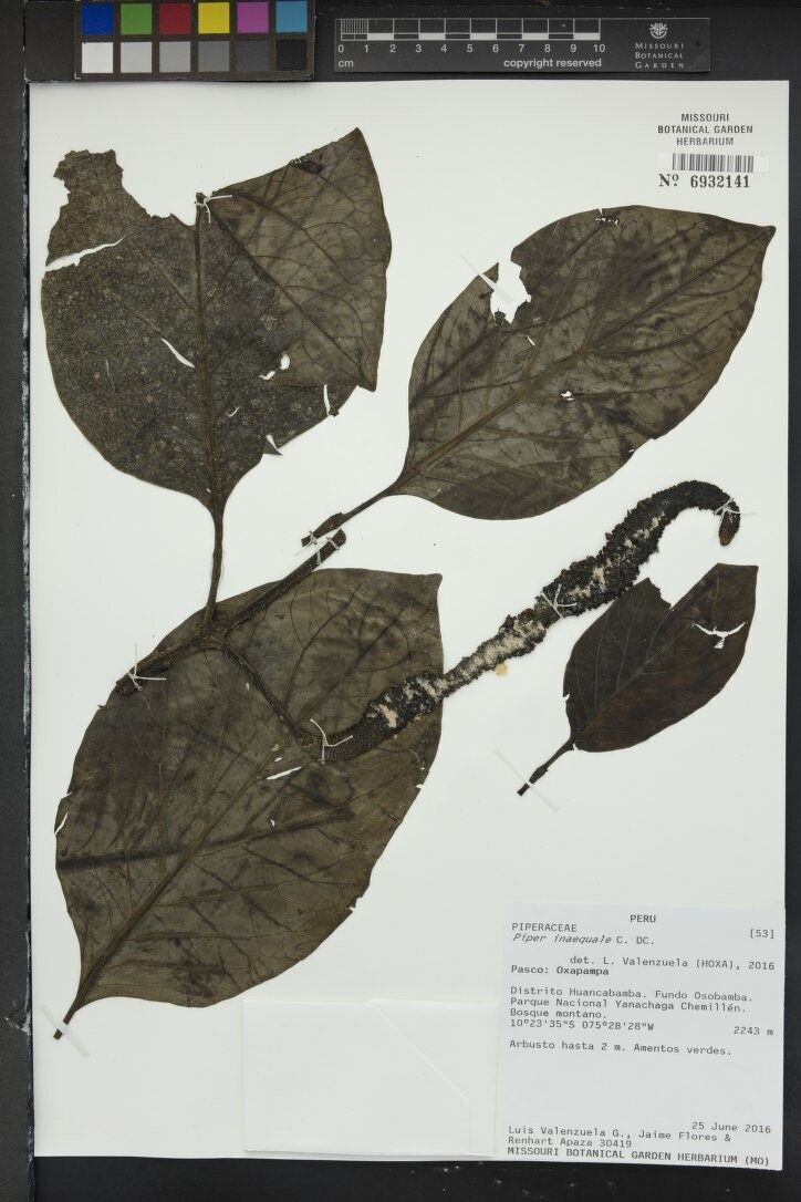 Piper inaequale fruit