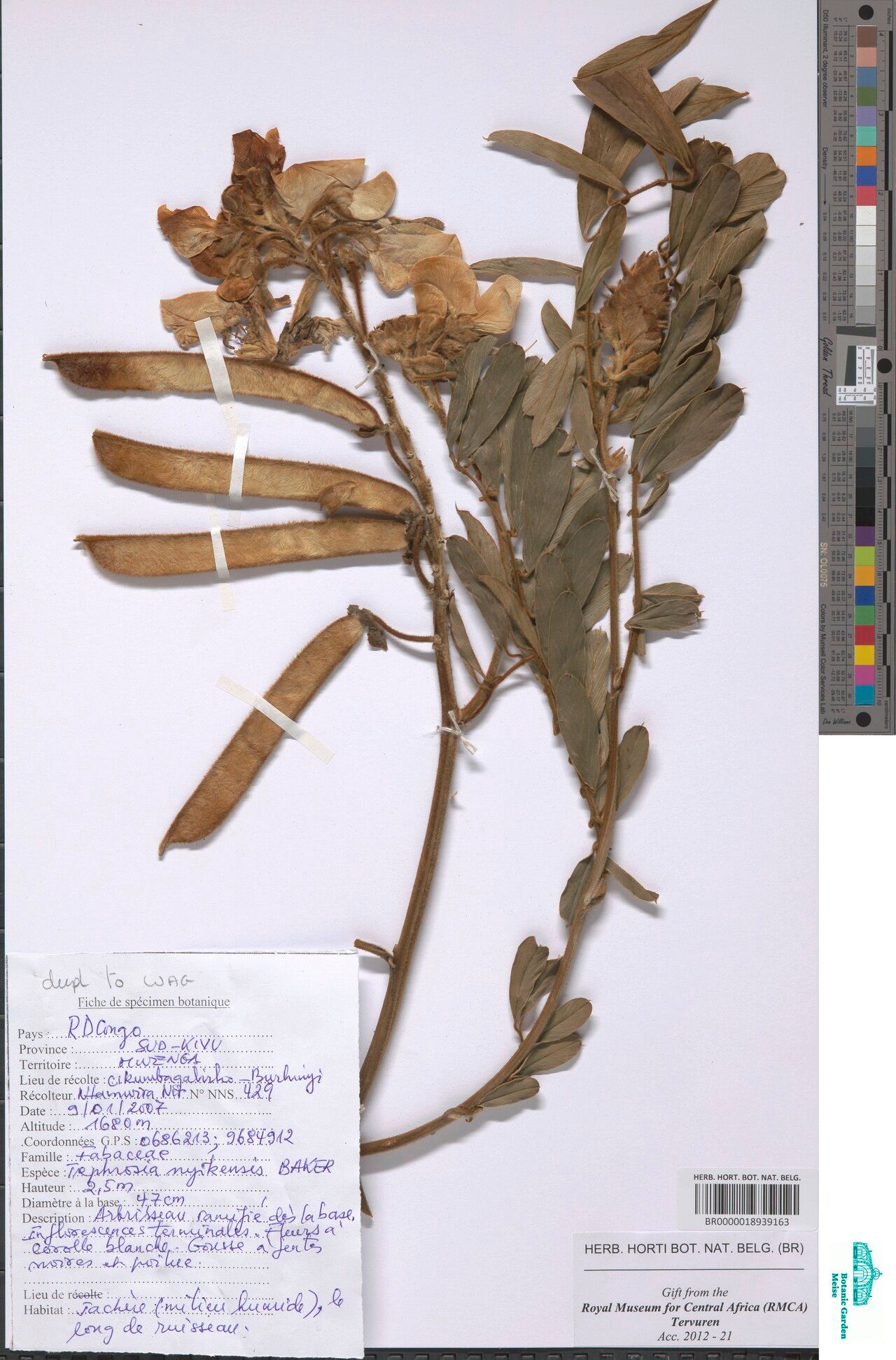 Tephrosia nyikensis — search result for 'Tephrosia'