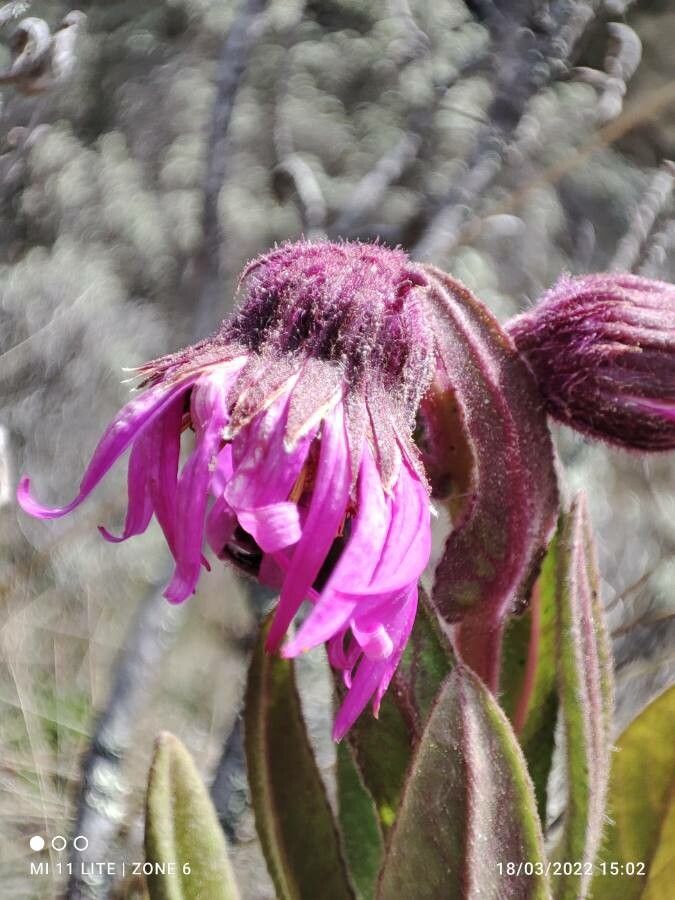 Senecio formosus flower