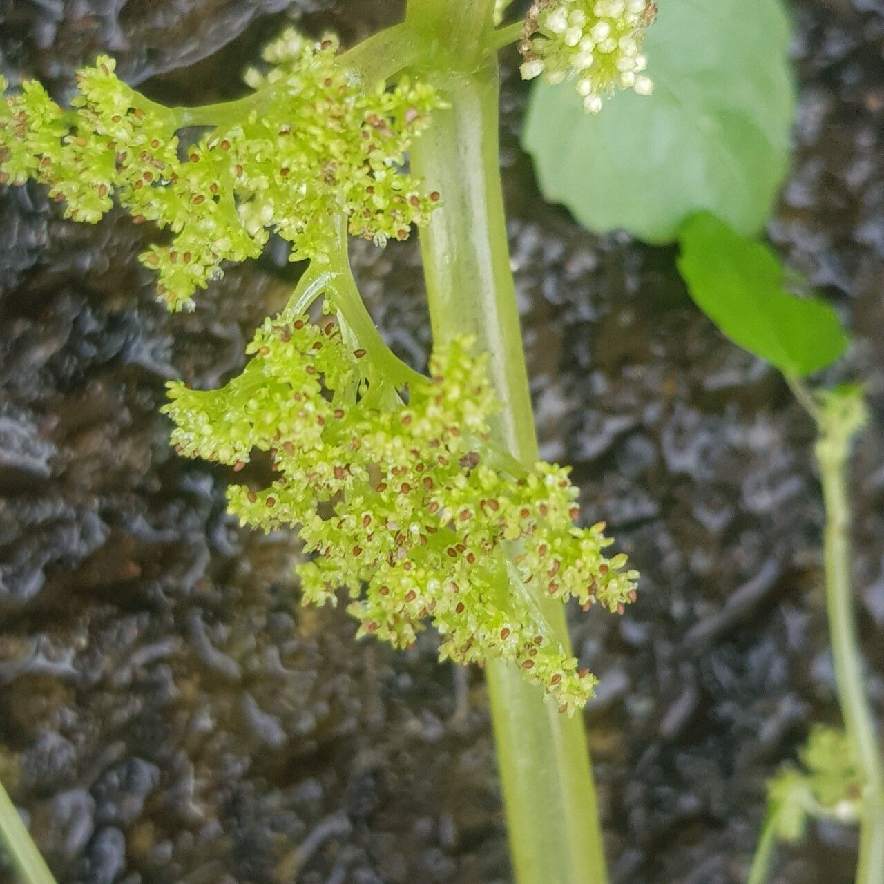 Pilea angolensis flower