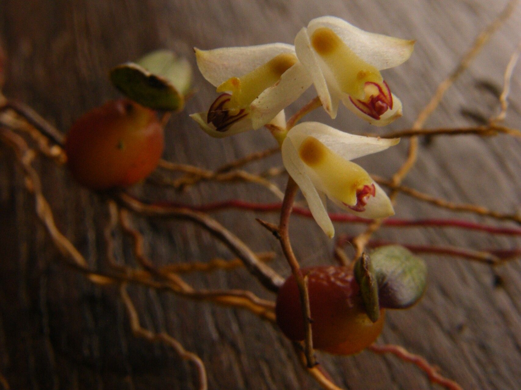 Bulbophyllum summerhayesianum flower