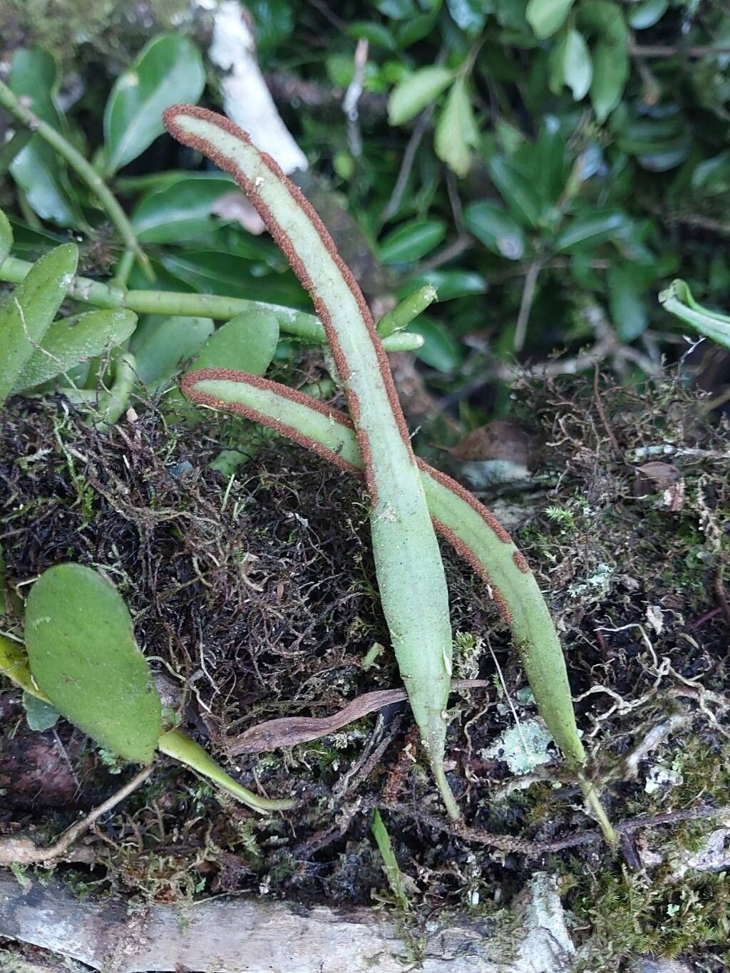 Elaphoglossum coursii other